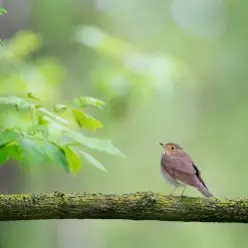 unknown — пение птиц, релакс