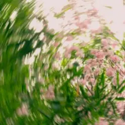 Shallou - A Clearing