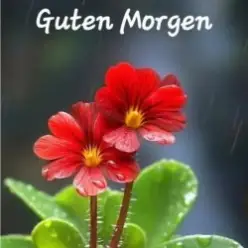 unknown — Guten Morgen guten tag