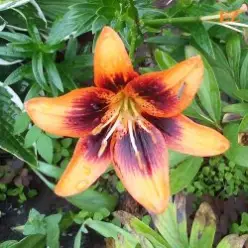 EiZ — Я могу тебя очень ждать