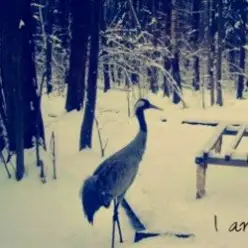 Вороняче око — чорнобривці (prod. anticøn)